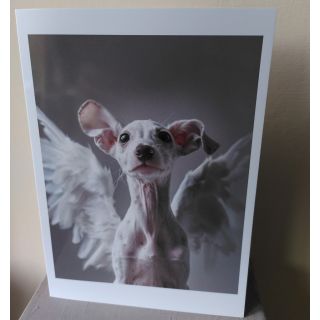 White dog rainbow bridge card